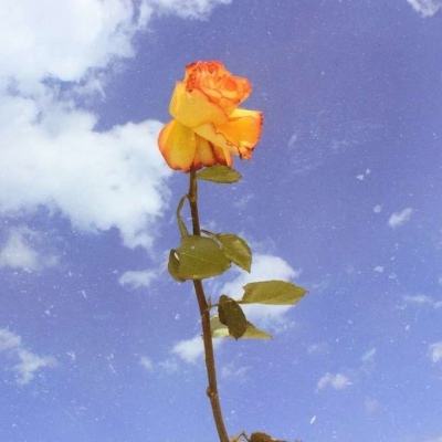 kingdom圣战预兆手机版下载